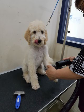 마리앤루이펫샴푸 [mari and louie pet shampoo] — 5점을 준 리뷰어가 2021년 7월 올린 사용 사진