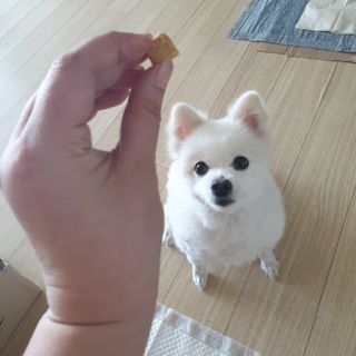 [펫시밀] 원물그대로 영양듬뿍 진공동결건조 북어트릿75g,치킨트릿100g,연어트릿75g 강아지 고양이 간식 — 5점을 준 리뷰어가 2023년 5월 올린 사용 사진