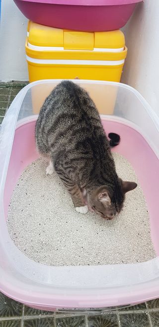 겟플렉스 켓플렉스 캣츠룸BS-1 고양이모래 4kg — 5점을 준 리뷰어가 2021년 2월 올린 사용 사진