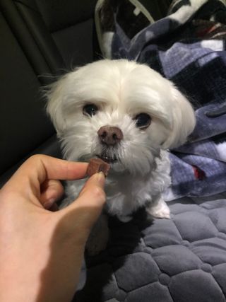 My Pet Care 천연단백질 눈건강에 개좋아 — 5점을 준 리뷰어가 2021년 2월 올린 사용 사진