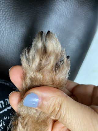 버츠비 케어플러스 릴리빙포앤노즈로션 — 4점을 준 리뷰어가 2021년 4월 올린 사용 사진