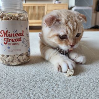 프롬씨 미네랄 소고기트릿 / 미네랄 치킨트릿 / 미네랄 북어트릿 (3가지 상품 중 랜덤 1가지 상품 랜덤 발송) — 5점을 준 리뷰어가 2022년 11월 올린 사용 사진