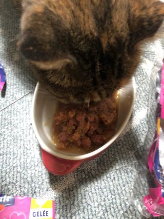 비타크래프트 포에시 델리스 고양이 파우치 85g 9가지맛 1팩씩 — 5점을 준 리뷰어가 2021년 8월 올린 사용 사진