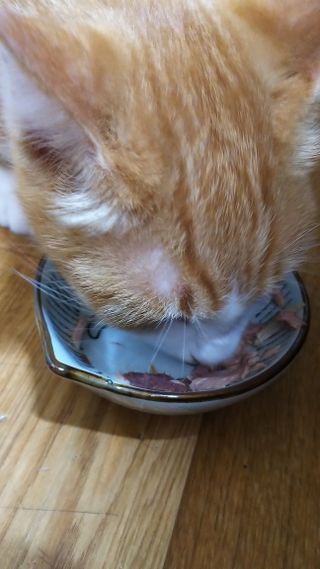 비타크래프트 고양이 수프 50g 3가지맛 x4팩씩 총 12팩 — 5점을 준 리뷰어가 2021년 10월 올린 사용 사진