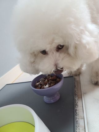비타크래프트 조에시 하트캔 85g 강아지 습식캔 10캔 — 5점을 준 리뷰어가 2021년 10월 올린 사용 사진