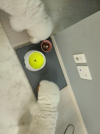 펫에이블 데일리바이트 키토 [비프], [치킨] — 5점을 준 리뷰어가 2021년 9월 올린 사용 사진
