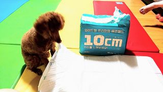 아베크 펫 와이드 프리미엄 대형 애견 강아지 배변 패드 30매 1팩 80g — 5점을 준 리뷰어가 2021년 7월 올린 사용 사진