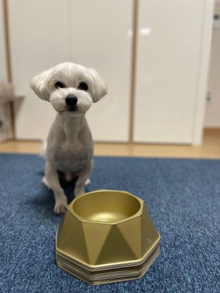 [세싹보울] 세균 싹~ 사라지는 셀앤핏 펫 항균동 애견식기 — 4.5점을 준 리뷰어가 2021년 6월 올린 사용 사진