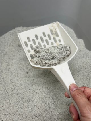[미유박스] 화이트 퓨어 샌드 6kg — 5점을 준 리뷰어가 2024년 6월 올린 사용 사진
