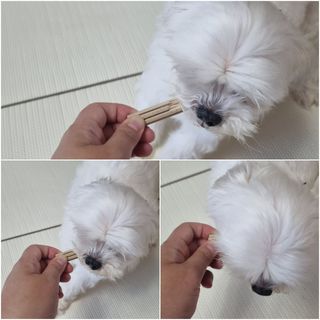페페로니 클린플러스 덴탈치킨껌 10g x 14p — 4점을 준 리뷰어가 2021년 7월 올린 사용 사진