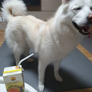 도이캄 착즙 완숙 토마토 200ml 12팩 무설탕 태국왕실 기내식주스 — 4점을 준 리뷰어가 2021년 2월 올린 사용 사진