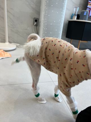 코보콩 에어슈즈 강아지 일회용 신발 소용량 패키지 20매 초경량  미끄럼방지 실내외 겸용 — 5점을 준 리뷰어가 2022년 2월 올린 사용 사진