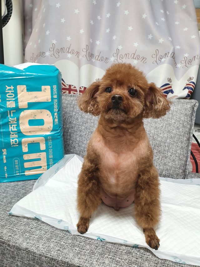 아베크 펫 와이드 프리미엄 중형 애견 강아지 배변 패드 54매 1팩 45g 리뷰 사진