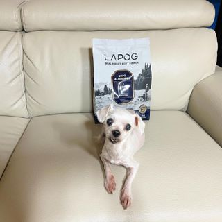 [푸디웜] 라포그 리얼인섹트 소프트키블 스킨 1KG — 5점을 준 리뷰어가 2022년 9월 올린 사용 사진