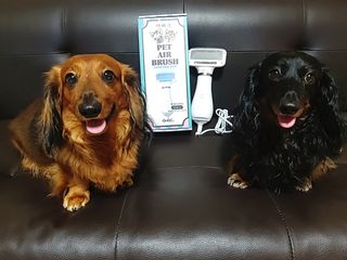 아베크 펫 강아지 고양이 애견 에어 브러쉬 드라이기 올인원 — 4.5점을 준 리뷰어가 2021년 7월 올린 사용 사진