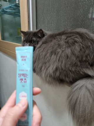 페페로니 잘 먹는 캣츄 - 원양선 참치 24개입 — 5점을 준 리뷰어가 2021년 10월 올린 사용 사진