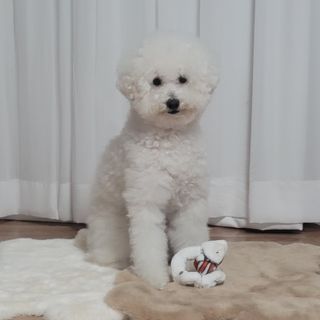 ❤꼬네우니🧡님이 올린 리뷰 사진 4