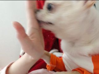 My Pet Care 장건강에 개좋아 — 4점을 준 리뷰어가 2021년 1월 올린 사용 사진