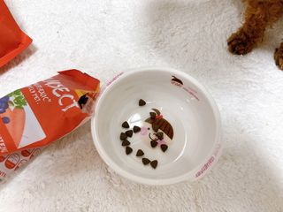 [푸디웜] 라포그  리얼인섹트 관절 저알러지 강아지 사료  1.2KG — 5점을 준 리뷰어가 2022년 8월 올린 사용 사진