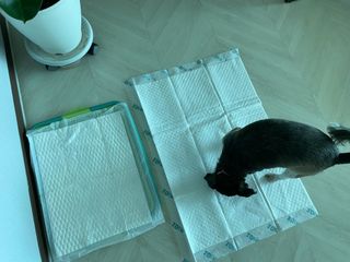 아베크 펫 와이드 프리미엄 대형 애견 강아지 배변 패드 30매 1팩 80g — 5점을 준 리뷰어가 2021년 7월 올린 사용 사진