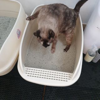 겟플렉스 켓플렉스 캣츠룸BS-1 고양이모래 4kg — 4점을 준 리뷰어가 2021년 2월 올린 사용 사진