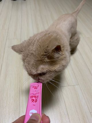 페페로니 잘 먹는 캣츄 - 알래스카 연어 24개입 — 5점을 준 리뷰어가 2021년 7월 올린 사용 사진