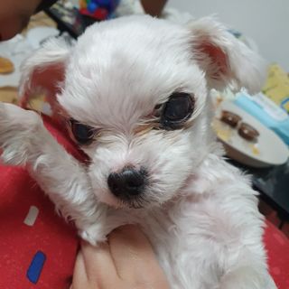 료로롱님이 올린 리뷰 사진 1