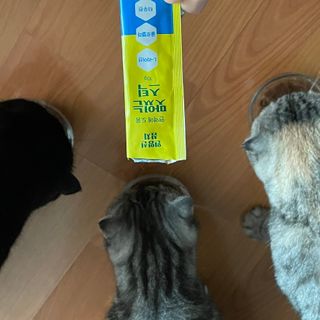 페페로니 맛있는 스틱 - 무항생제 닭고기 15개 + 원양선 참치 15개 — 5점을 준 리뷰어가 2021년 10월 올린 사용 사진