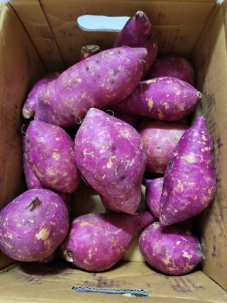 해뜨온 거산 노랑밤고구마 (3,4,5,10 kg) 한입 — 5점을 준 리뷰어가 2021년 10월 올린 사용 사진