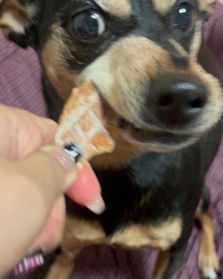 [보헤리] 국내산 강아지 육포간식 바삭 64 2종 — 5점을 준 리뷰어가 2022년 4월 올린 사용 사진