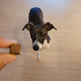 My Pet Care 천연단백질 관절건강에 개좋아 — 5점을 준 리뷰어가 2021년 3월 올린 사용 사진