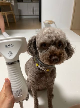 아베크 펫 강아지 고양이 애견 에어 브러쉬 드라이기 올인원 — 5점을 준 리뷰어가 2021년 7월 올린 사용 사진
