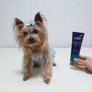 헤어플러스 단백질탈모샴푸 500ml+단백질본드앰플 145ml — 5점을 준 리뷰어가 2021년 4월 올린 사용 사진