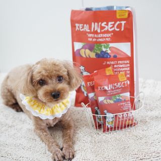 [푸디웜] 라포그  리얼인섹트 관절 저알러지 강아지 사료  1.2KG — 5점을 준 리뷰어가 2022년 8월 올린 사용 사진