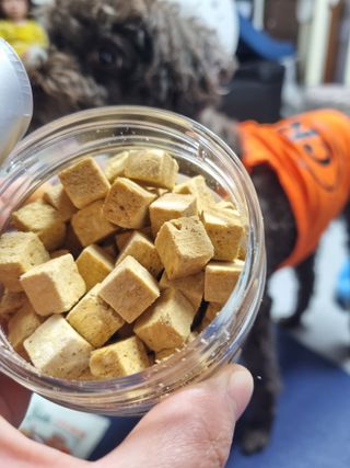 [펫시밀] 원물그대로 영양듬뿍 진공동결건조 북어트릿75g,치킨트릿100g,연어트릿75g 강아지 고양이 간식 — 5점을 준 리뷰어가 2023년 5월 올린 사용 사진