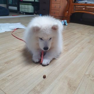 My Pet Care 천연단백질 관절건강에 개좋아 — 5점을 준 리뷰어가 2021년 2월 올린 사용 사진