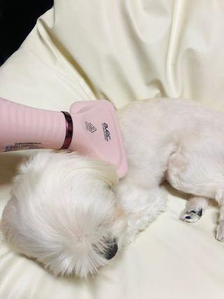 아베크 펫 강아지 고양이 애견 에어 브러쉬 드라이기 올인원 — 5점을 준 리뷰어가 2021년 7월 올린 사용 사진