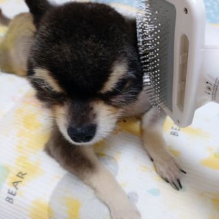 아베크 펫 강아지 고양이 애견 에어 브러쉬 드라이기 올인원 — 5점을 준 리뷰어가 2021년 7월 올린 사용 사진