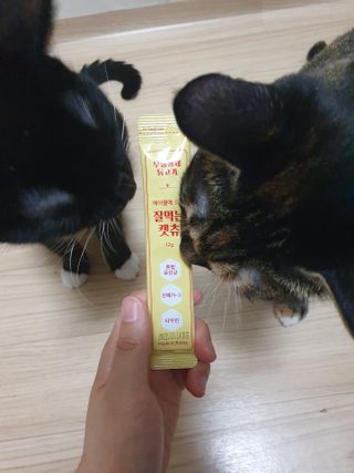 페페로니 잘 먹는 캣츄 - 무항생제 닭고기 24개입 — 5점을 준 리뷰어가 2021년 7월 올린 사용 사진