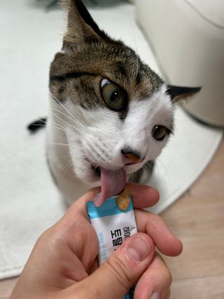 백미냥님이 올린 리뷰 사진 3