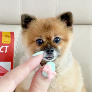 [푸디웜] 라포그  리얼인섹트 관절 저알러지 강아지 사료  1.2KG — 5점을 준 리뷰어가 2022년 8월 올린 사용 사진