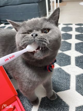 [자유펫] 고양이 턱드름 여드름 예방 및 제거 세트, 블랙씨드케어박스 — 4.5점을 준 리뷰어가 2021년 10월 올린 사용 사진