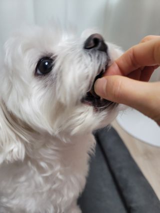 My Pet Care 천연단백질 관절건강에 개좋아 — 4점을 준 리뷰어가 2021년 2월 올린 사용 사진