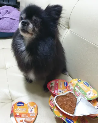 비타크래프트 조에시 하트캔 85g 강아지 습식캔 10캔 — 5점을 준 리뷰어가 2021년 9월 올린 사용 사진