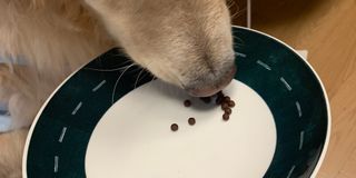 펫21 그로그로 에너지 강아지 고양이 반려동물 한방 영양제 비타민 종합 영양제 — 5점을 준 리뷰어가 2022년 1월 올린 사용 사진