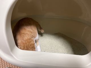 수달님님이 올린 리뷰 사진 1