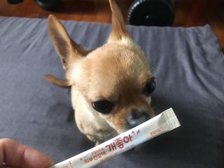 My Pet Care 모발과 모질 피부건강에 개좋아 — 5점을 준 리뷰어가 2021년 4월 올린 사용 사진