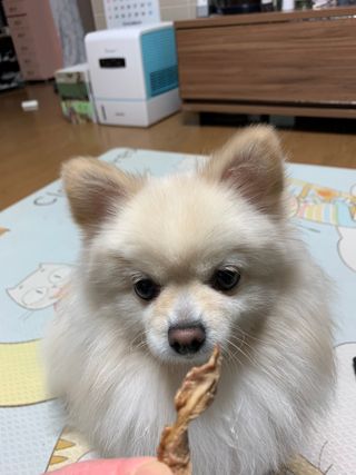 [보헤리] 국내산 강아지 육포간식 바삭 64 2종 — 5점을 준 리뷰어가 2022년 3월 올린 사용 사진