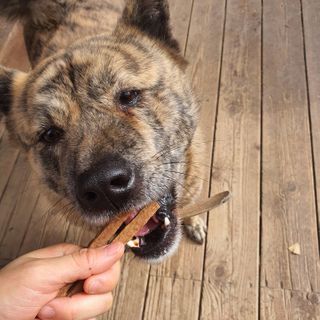 My Pet Care 천연단백질 치아건강에 개좋아 — 5점을 준 리뷰어가 2020년 12월 올린 사용 사진