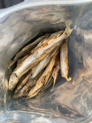 [펫시밀] 원물그대로 영양듬뿍 동결건조 왕북어트릿300g,왕치킨트릿400g,열빙어트릿300g 대용량 간식 — 5점을 준 리뷰어가 2023년 5월 올린 사용 사진
